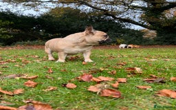 French Bulldog dogs for sale: ✨ Fawn French Bulldog Female ✨ - Image 3