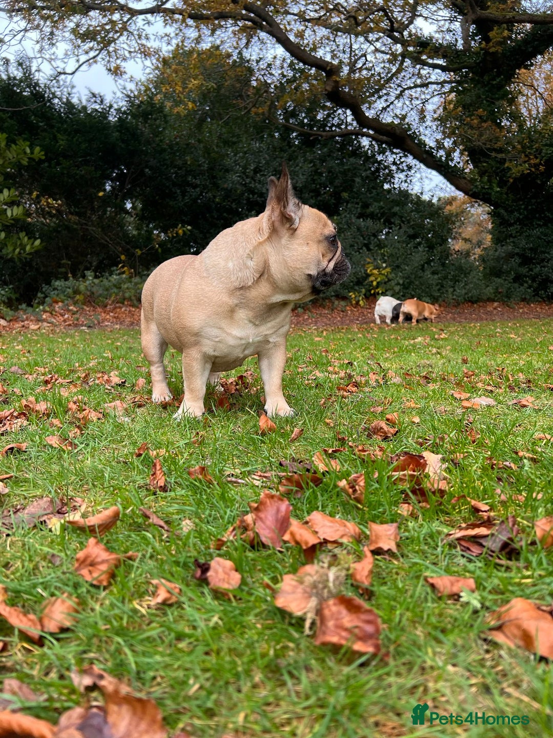 French Bulldog dogs for sale: ✨ Fawn French Bulldog Female ✨ - Image 3
