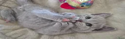 British Shorthair cats for sale: British shorthair kittens  - Advert 19