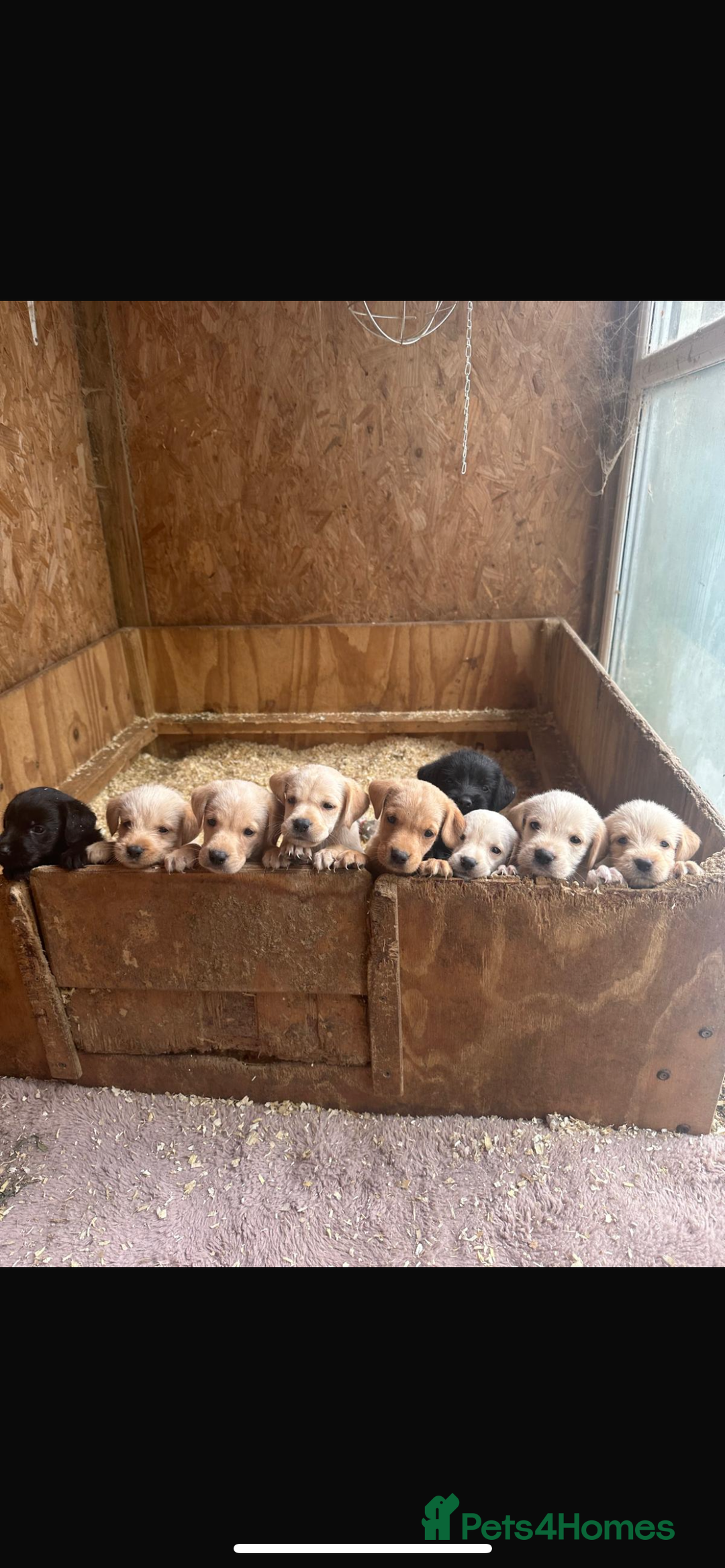 Mixed Breed dogs for sale: 3/4 Labrador 1/4 German wire hair pointer  - Image 3