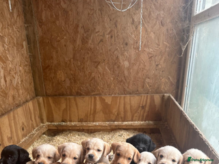 Mixed Breed dogs - Advert 2