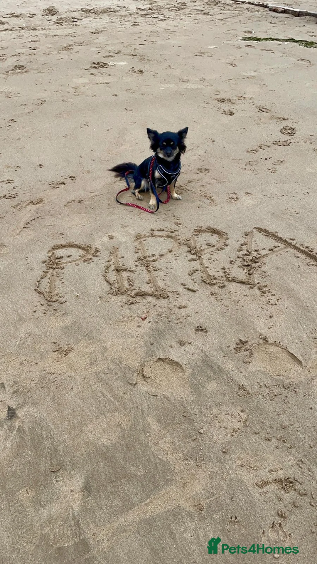 Chihuahua dogs for sale: Still looking to rehome Lola & Pippa - Advert 7