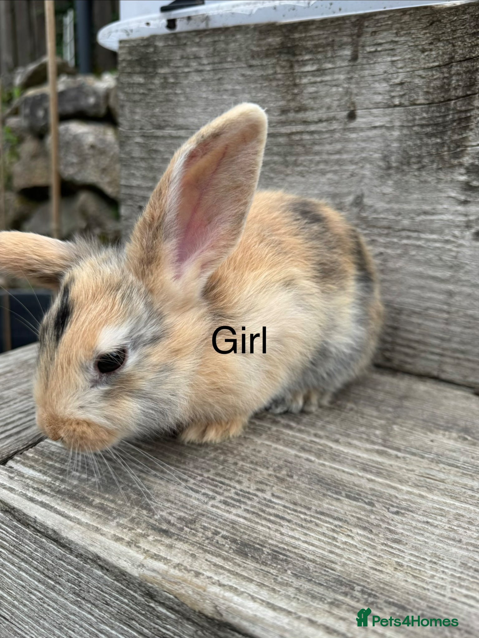 Mini Lop rabbits Five baby mini lop bunnies - Advert 11