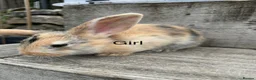Mini Lop rabbits for sale: Five baby mini lop bunnies - Advert 2
