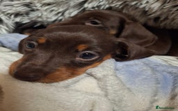 Dachshund dogs for sale: Our Dearest Amelia has had 2 superb  female pups  - Image 6