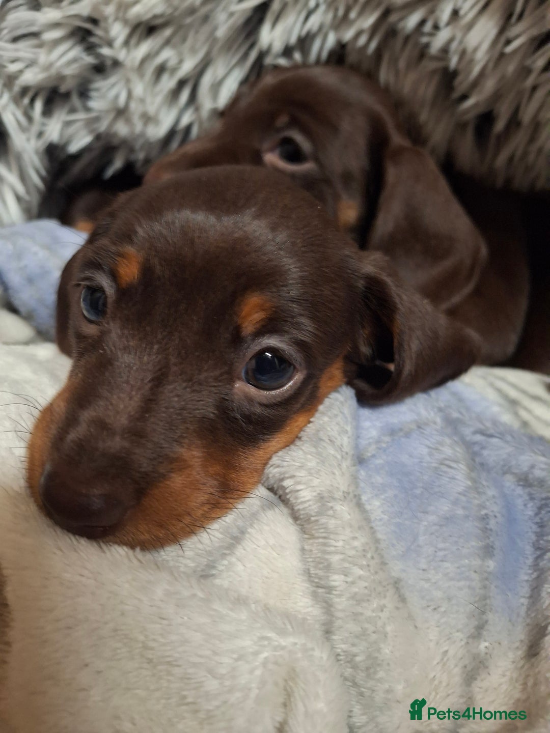 Dachshund dogs for sale: Our Dearest Amelia has had 2 superb  female pups  - Image 6
