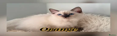 Ragdoll 3