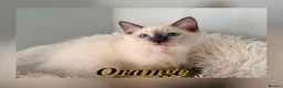 Ragdoll cats for sale: 5 GCCF Ragdoll kittens  - Advert 4