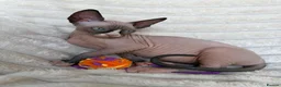 Sphynx cats for sale:  A Very Special Little Girl – Now Available  - Advert 12