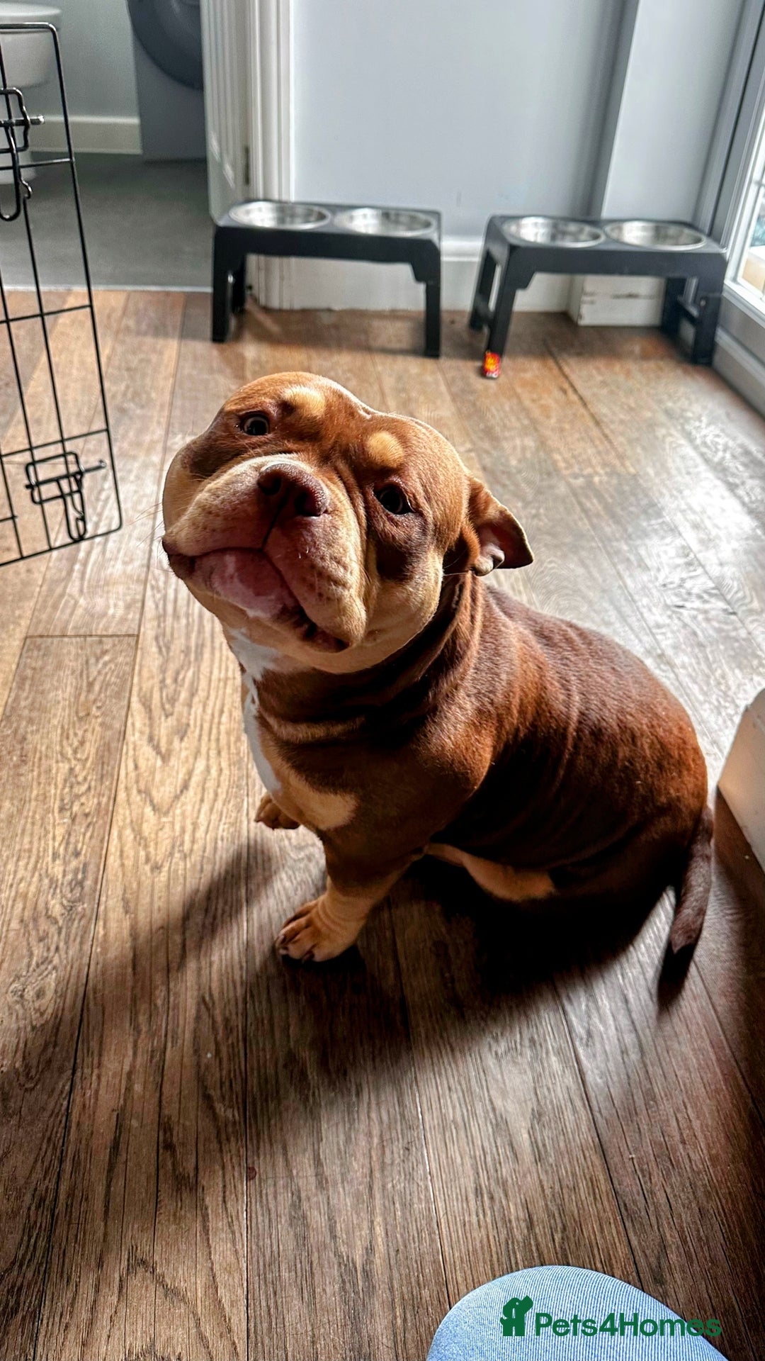 American Bully dogs for sale: American Bully Pocket Looking for a Loving Home - Advert 3