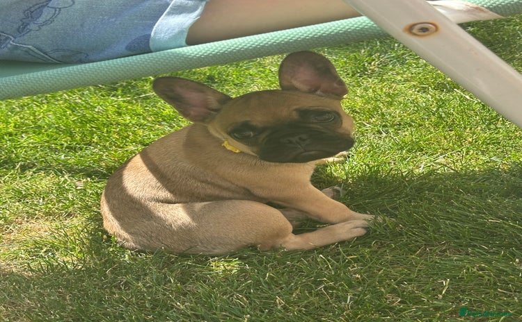 French Bulldog dogs - Advert 2
