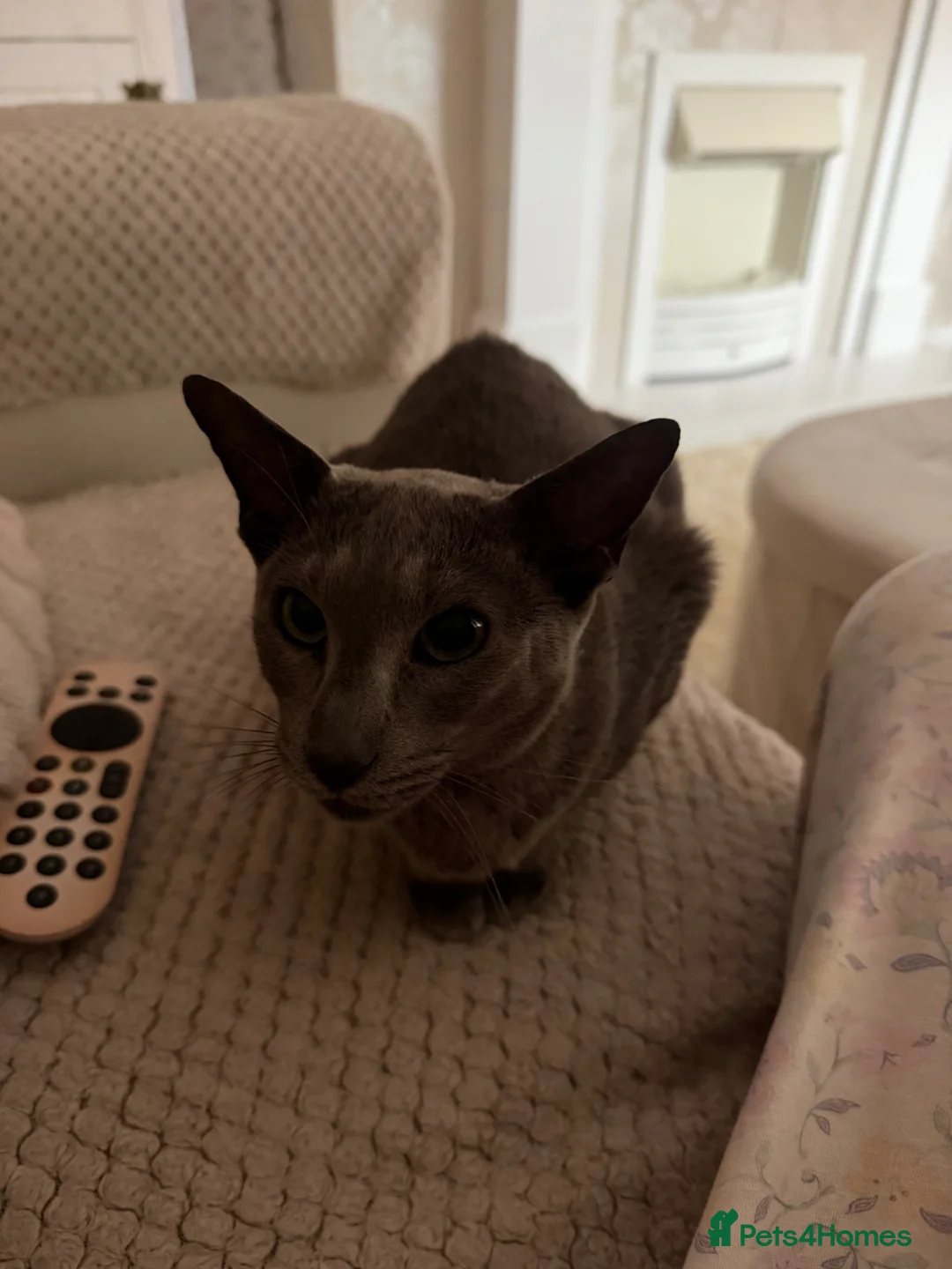 Oriental cats for sale: Blue oriental  - Advert 2
