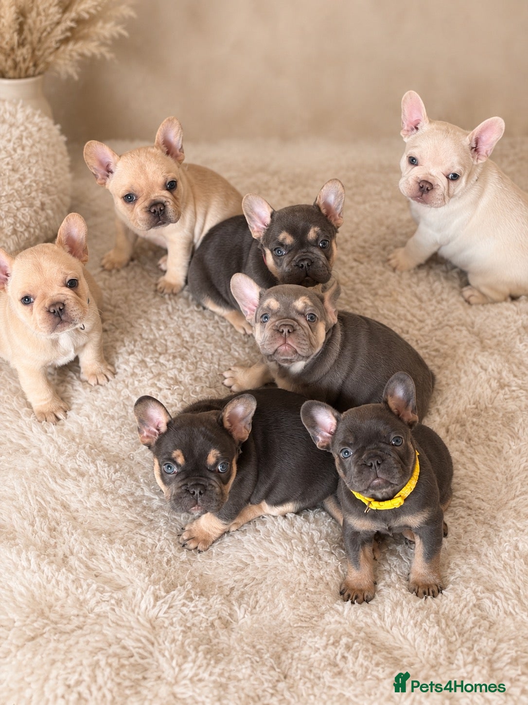 French Bulldog dogs for sale: 2 beautiful female French bulldog puppies  - Advert 18