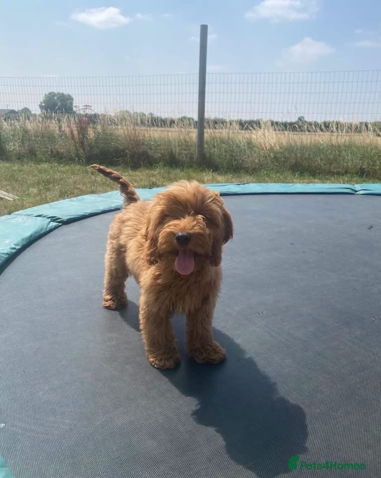 Cockapoo dogs 5⭐️ Licensed breeder. F1 cockapoo PRA Clear - Advert 2