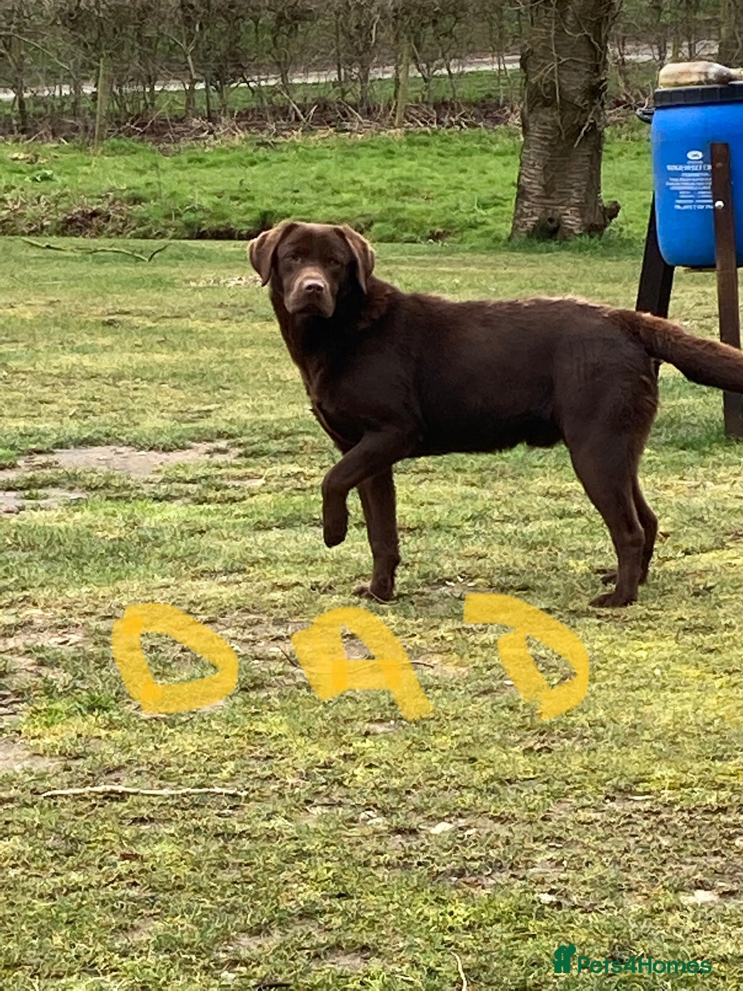 Labrador Retriever dogs for sale: Chocolate Labrador puppies - Advert 7