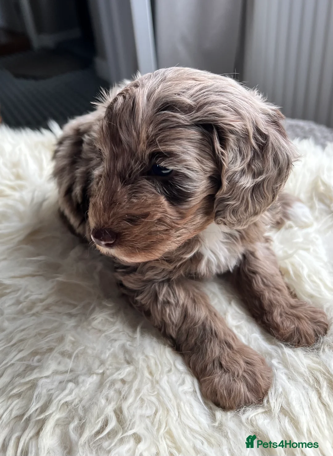 Cockapoo dogs for sale: Exquisite Health Checked Cockapoos For Sale - Advert 15