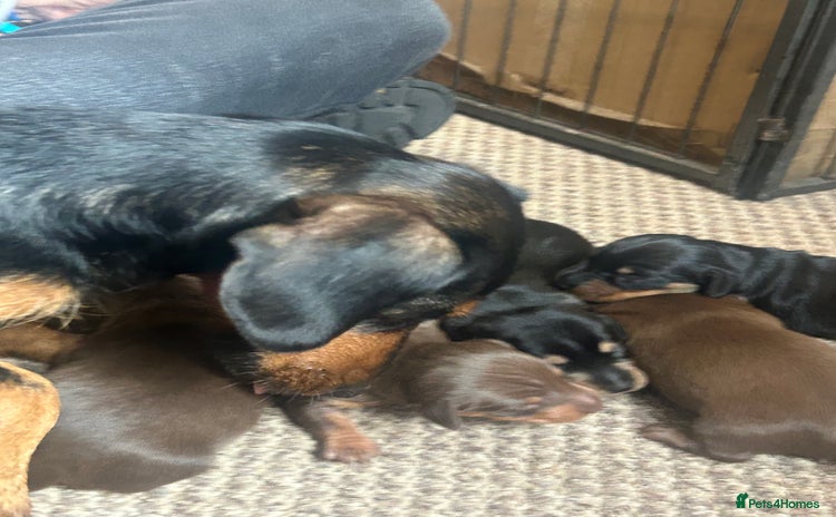 Dachshund dogs - Advert 1