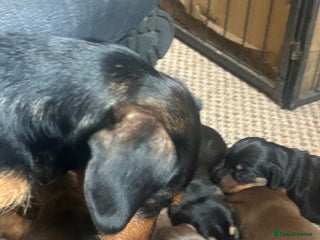 Dachshund dogs - Advert 35