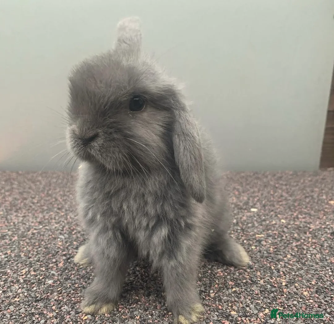Mini Lop rabbits for sale: Reserve the next little available  in Bourne - Advert 5