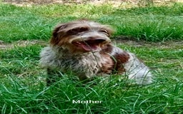 Mixed Breed dogs for sale: New Norfolk Spaniels- Ready Now - Image 16