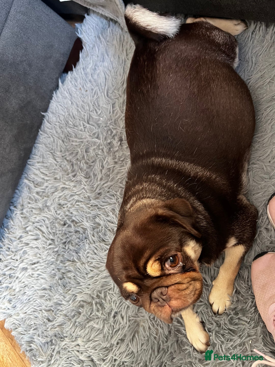 Pug dogs for sale: Kc reg 3 year old chocolate pug  - Advert 11