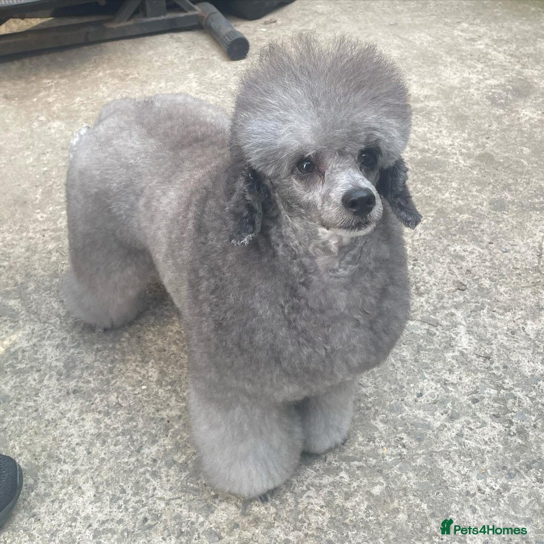 Toy Poodle dogs for sale: Gorgeous KC Toy Poodle Puppies - Image 8