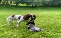 Mixed Breed dogs for sale: GSP X Springer pups (3 left) Northern Ireland  - Image 6