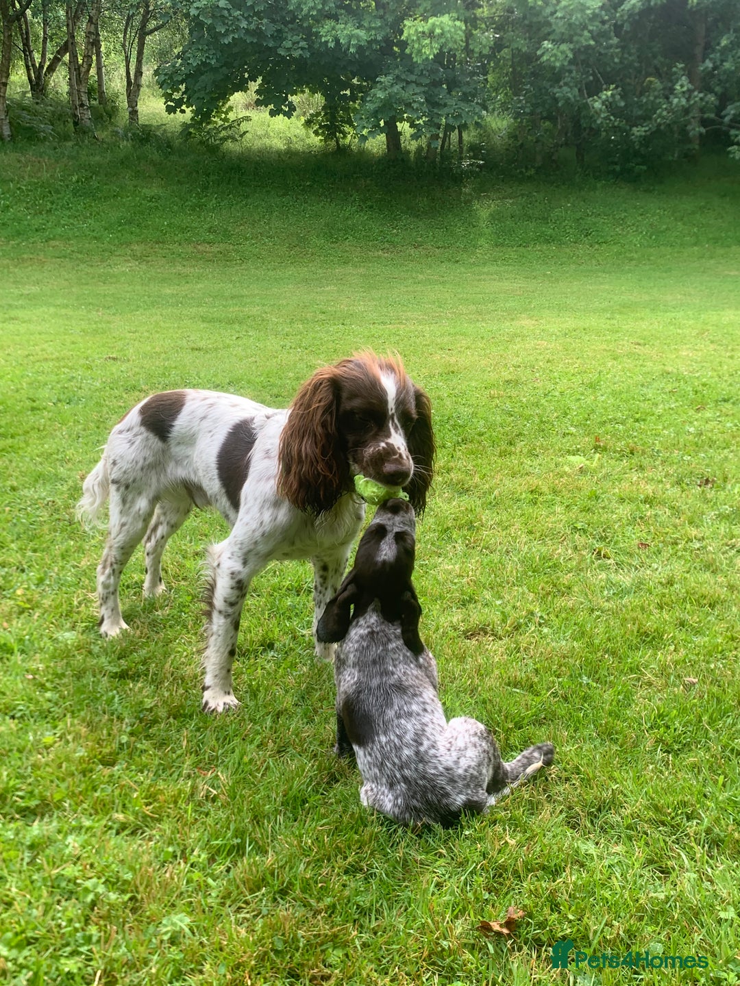 Mixed Breed dogs for sale: GSP X Springer pups (3 left) Northern Ireland  - Image 6