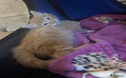 Mixed Breed cats for sale: Two beautiful litters 2 days apart  - Image 5