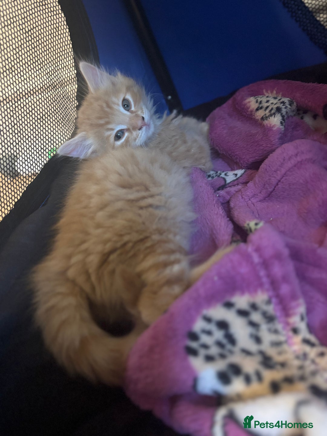 Mixed Breed cats for sale: Two beautiful litters 2 days apart  - Image 5