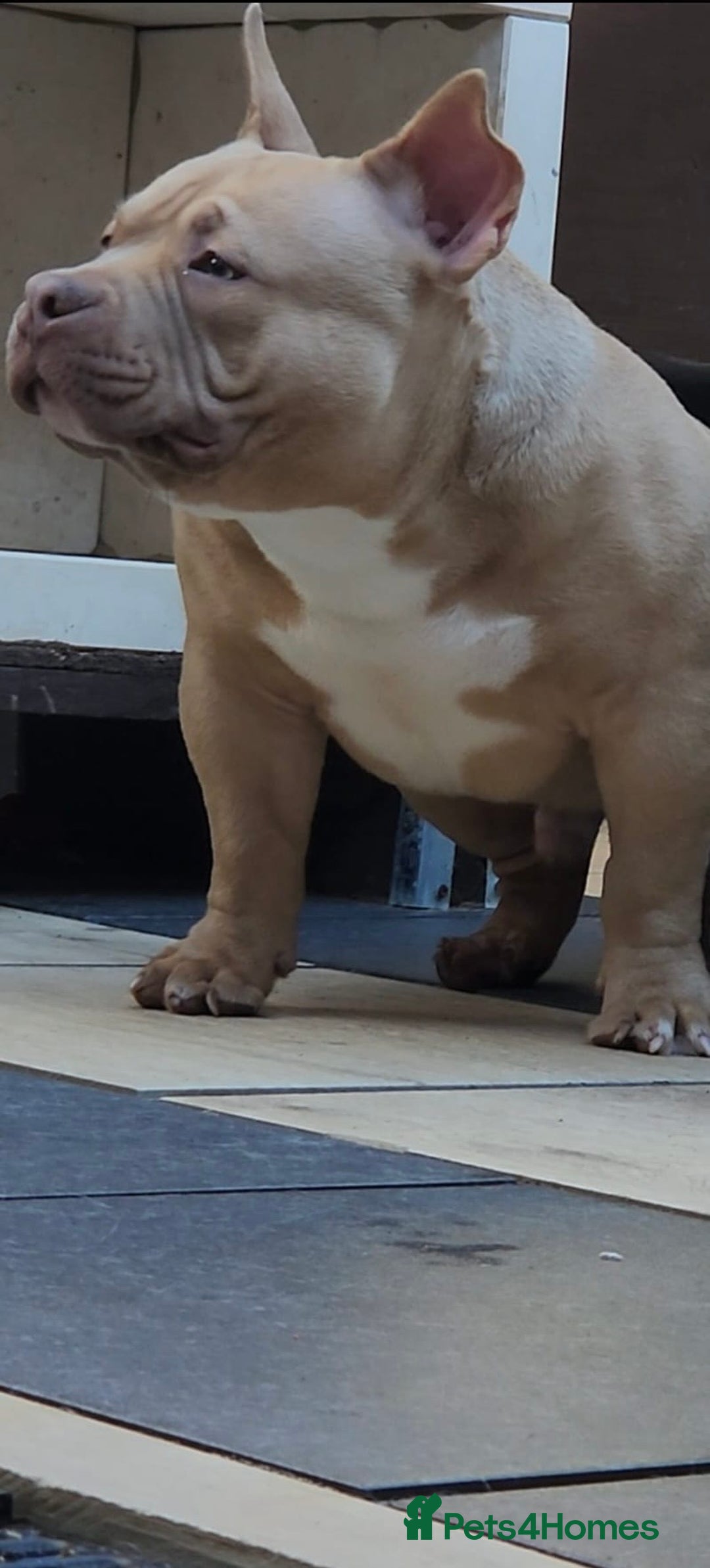 American Bully dogs for sale: American Bully Pocket Extreme Male  - Advert 14