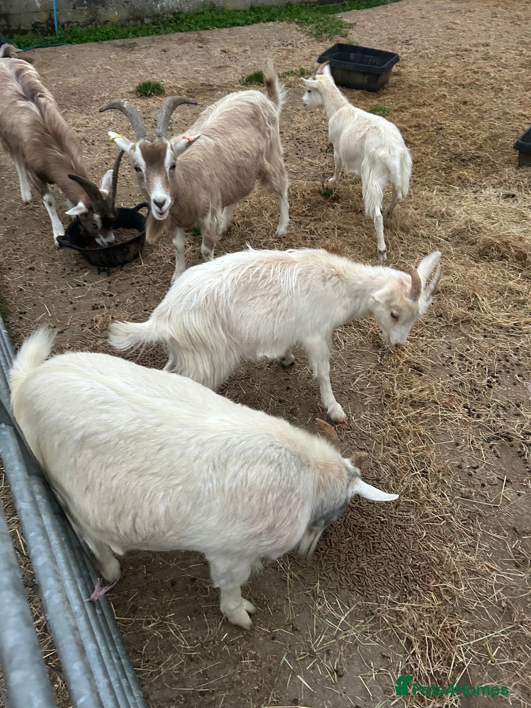 Goats livestock for sale: Mixed goats - Advert 3