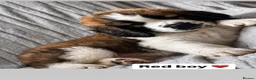 Saint Bernard dogs for sale: Baby bears - Advert 1