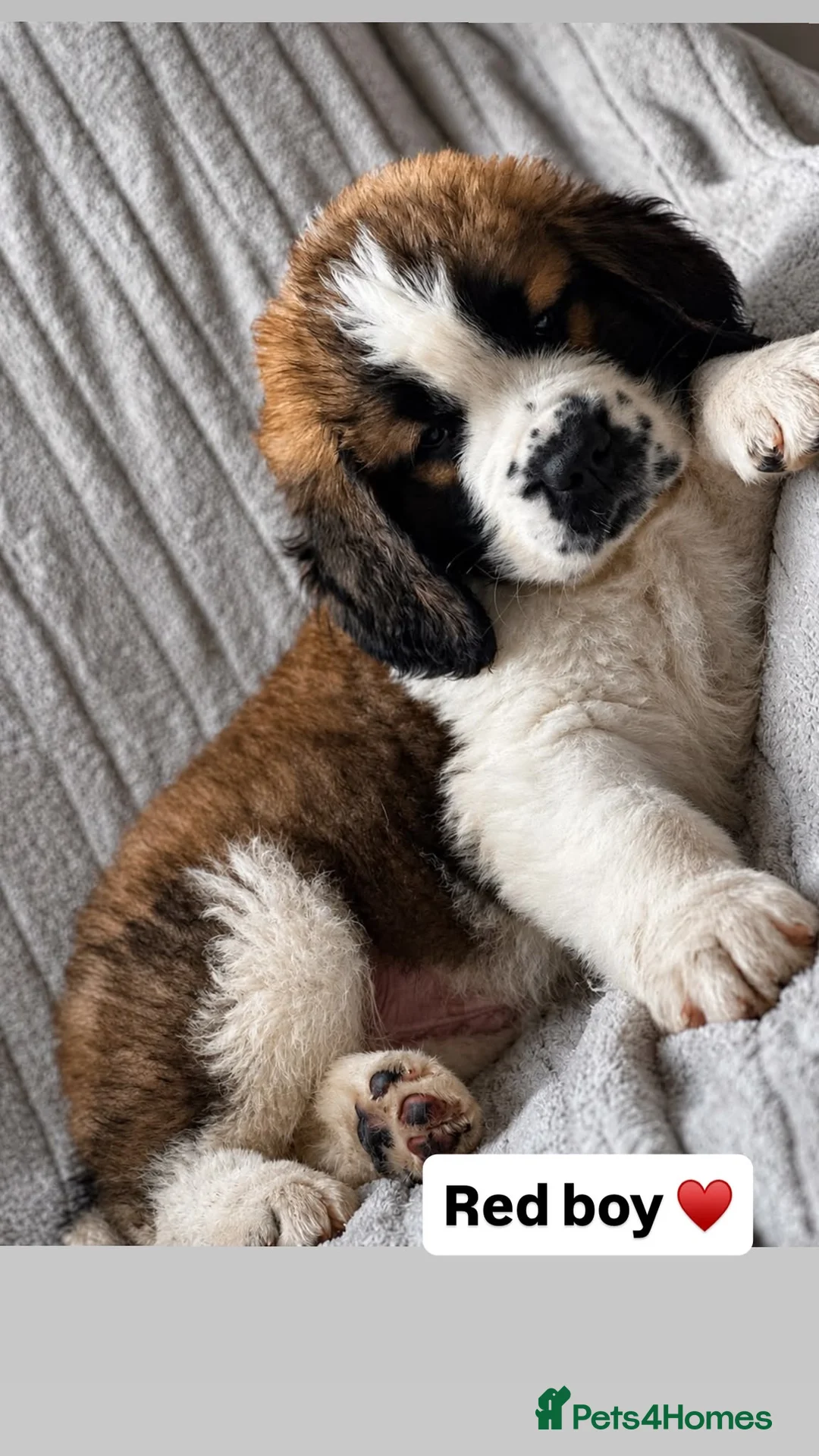 Saint Bernard dogs for sale: Baby bears - Advert 1