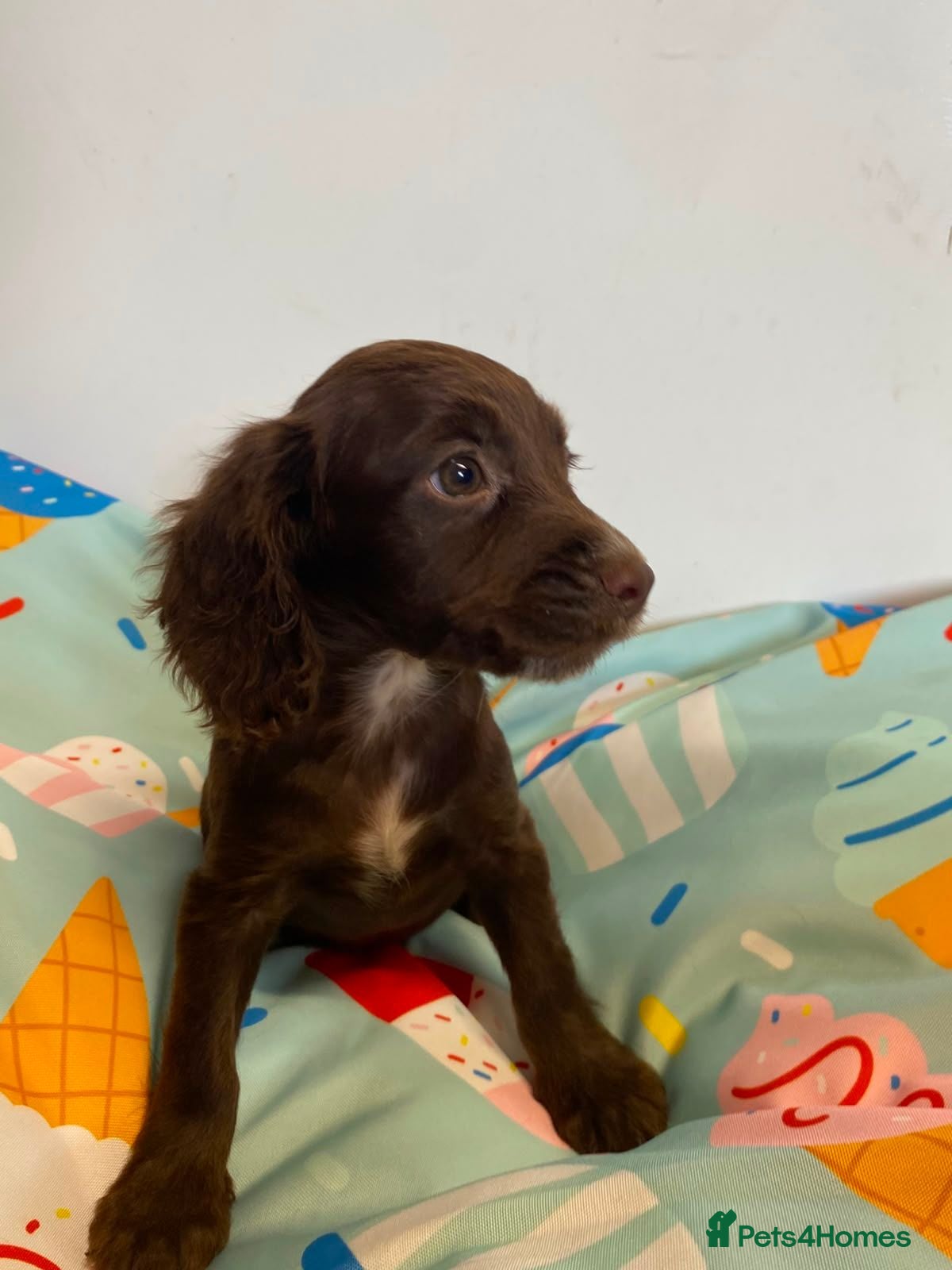 Cocker Spaniel dogs Cocker spaniel puppies - Advert 1