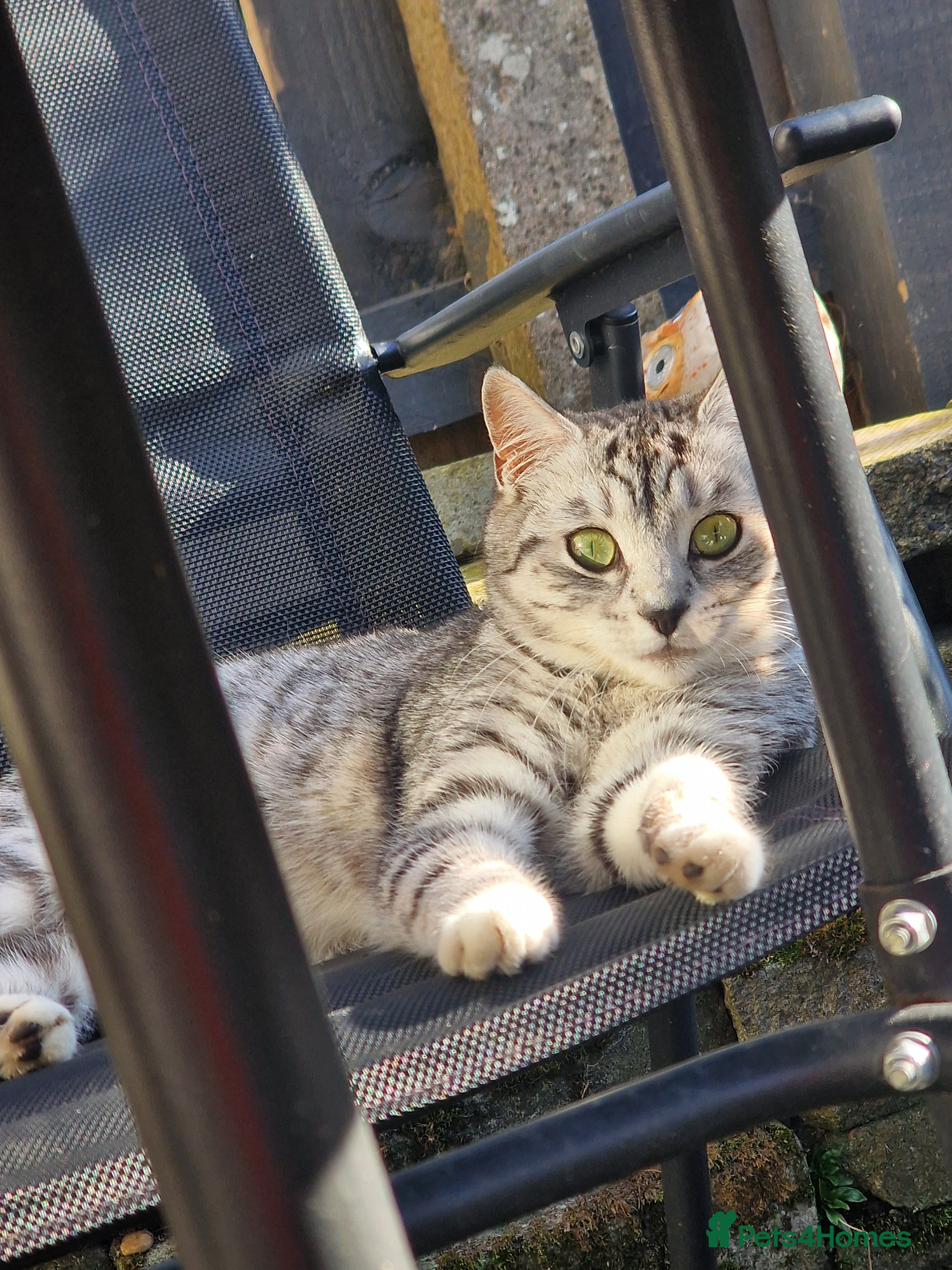 Ghost tabby