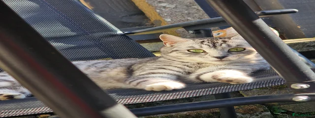 Ghost tabby