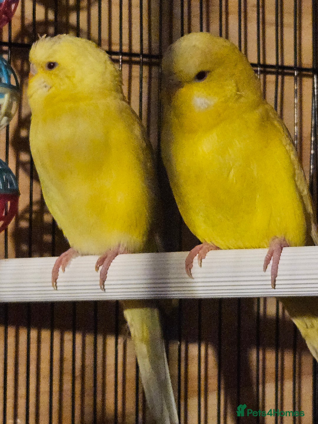 Budgerigars birds for sale: Young Budgies for Sale - Advert 2