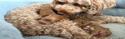 Cockapoo dogs for sale: FB1 apricot cockapoos  in Golspie - Advert 7