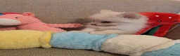 Pomsky dogs for sale: Pomsky Puppies - Advert 5