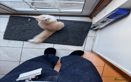 Ragdoll cats for sale: Cute 3/4 ragdoll 1/4 British blue  - Image 7