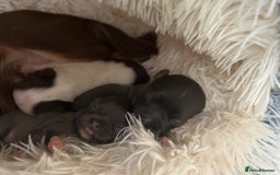 Chihuahua dogs for sale: Chihuahua teacup - Image 12