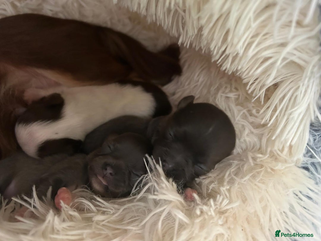 Chihuahua dogs for sale: Chihuahua teacup - Image 12