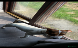 Jack Russell dogs for sale: Small 11 month old jack Russell  - Image 2