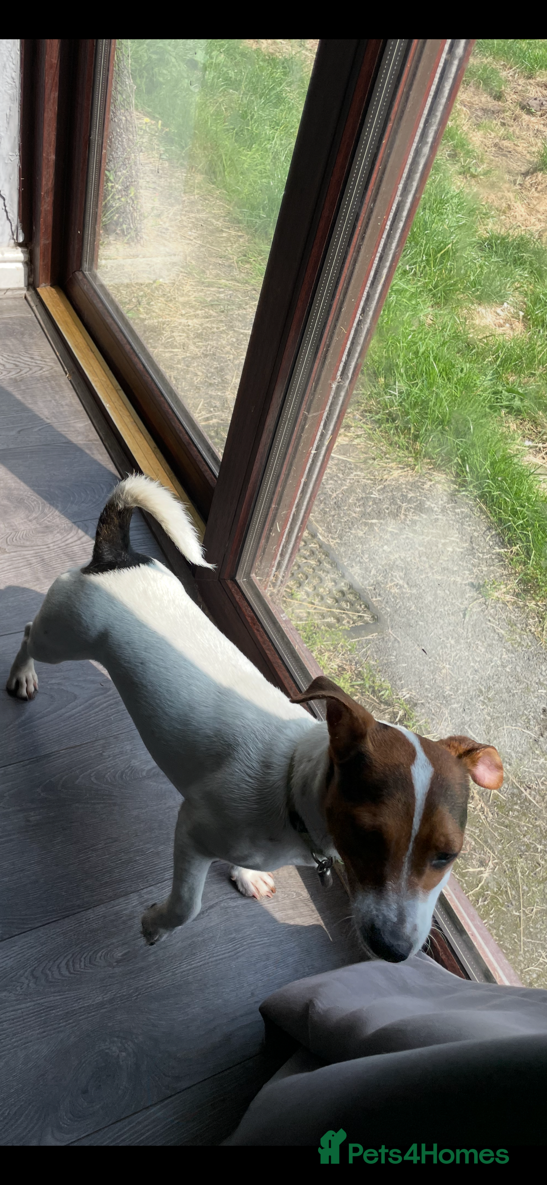 Jack Russell dogs for sale: Small 11 month old jack Russell  - Image 2