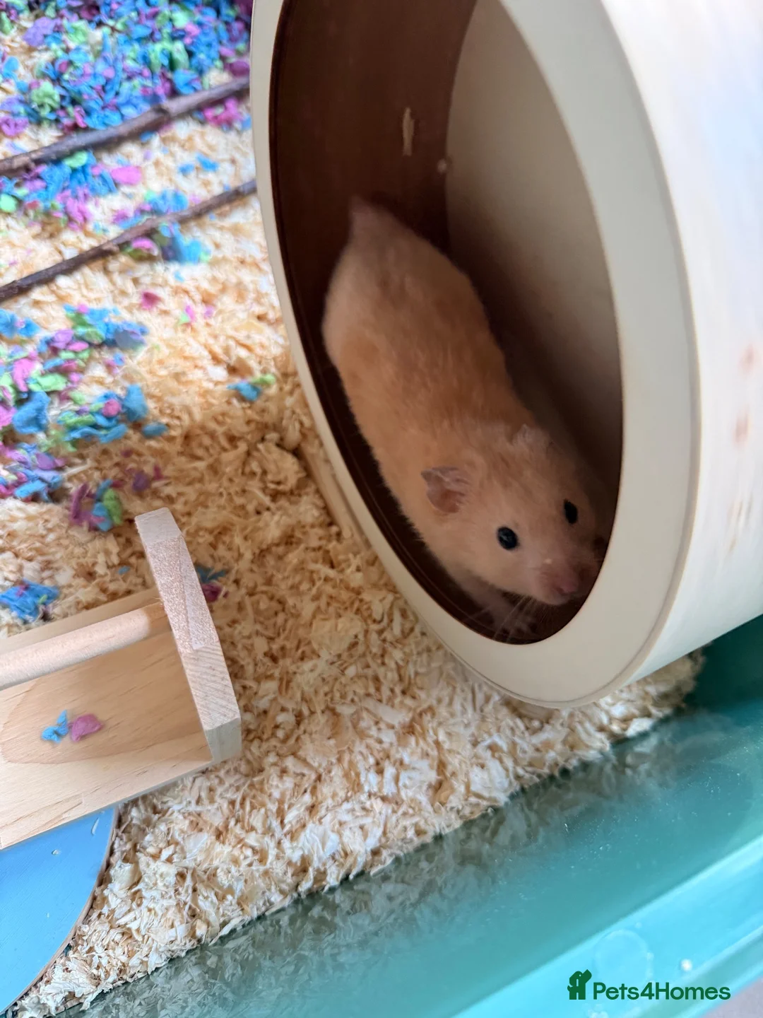 Hamster rodents for sale: 1-Year-Old Syrian Hamster + Full Setup (Rehoming) in Pudsey - Advert 5