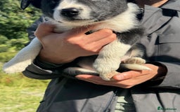 Border Collie dogs for sale: Mid Wales border collie pups  - Image 16