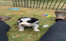 Border Collie dogs for sale: Border Collie Pups for Sale  - Image 3