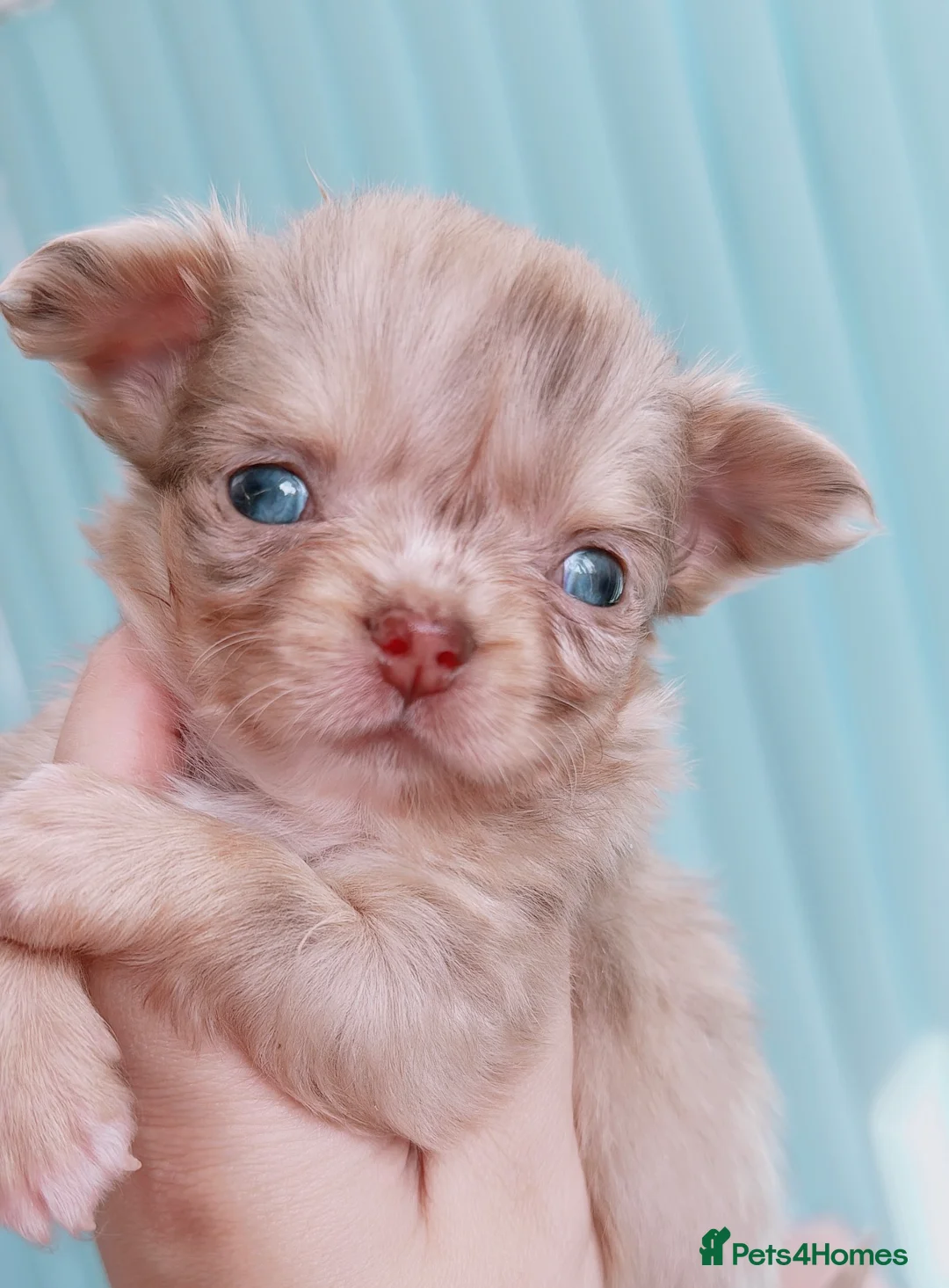 Chihuahua dogs for sale:  🩵only 1 boy available🩵 - Advert 1