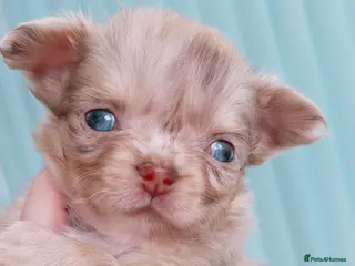 Chihuahua dogs 🩵only 1 boy available🩵 - Advert 7